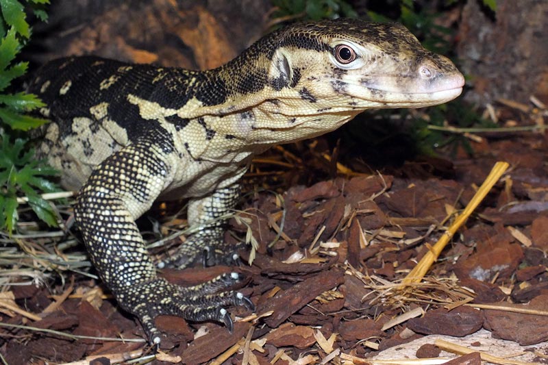 L'alligatore - Events >>>Galerie